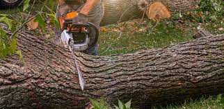 Best Tree Trimming and Pruning  in Palouse, WA