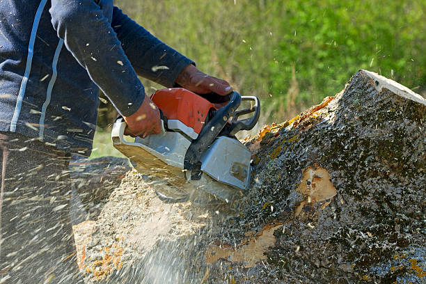 Why Choose Our Tree Removal Services in Palouse, WA?