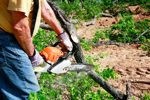 Trusted Palouse, WA Tree Services Experts